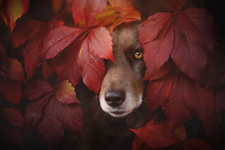 2019 overall winner: Anne Geier