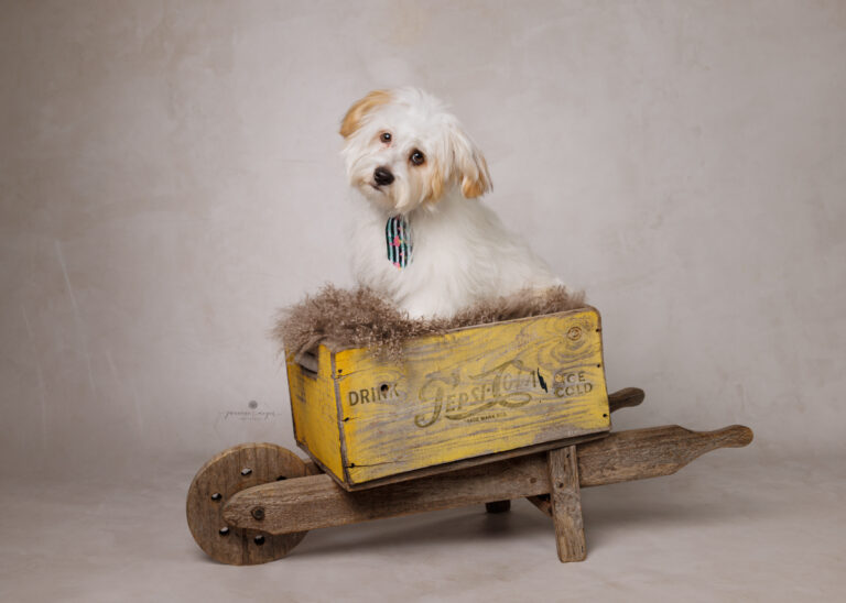 gold coast dog photographer 594 768x548