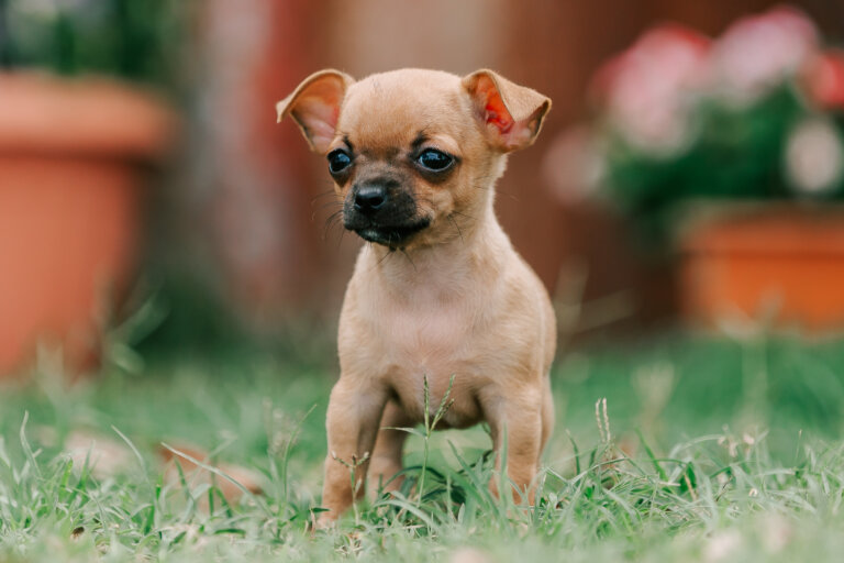 nowatermarkpuppies 10 768x512