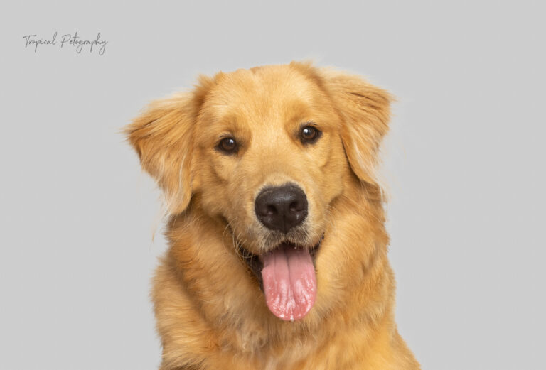 puppygradkoda2 768x521