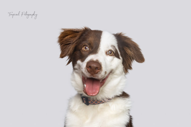 puppygradria 768x512