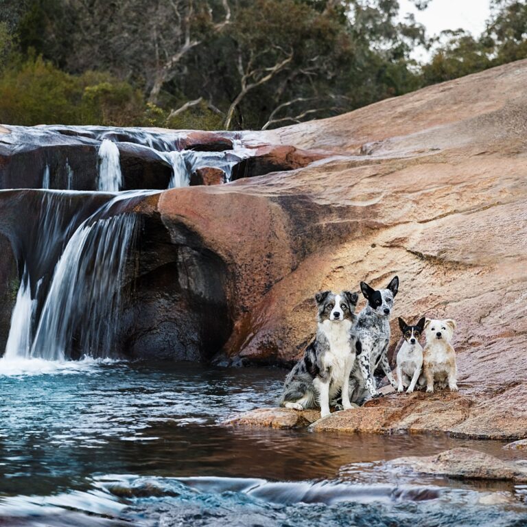 puppytalesphotography beechworth 1 1 768x768