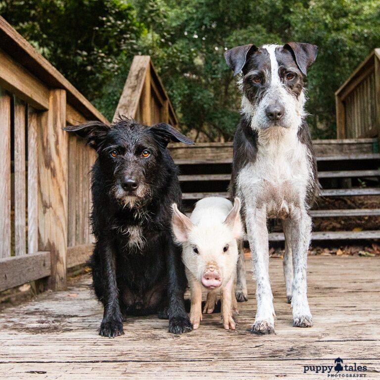 puppytalesphotography brisbane 4 768x768