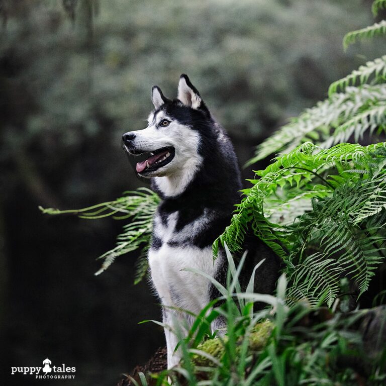 puppytalesphotography hakon 1 768x768