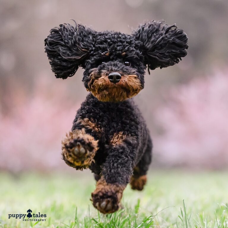 puppytalesphotography kerrymartin 2 768x768