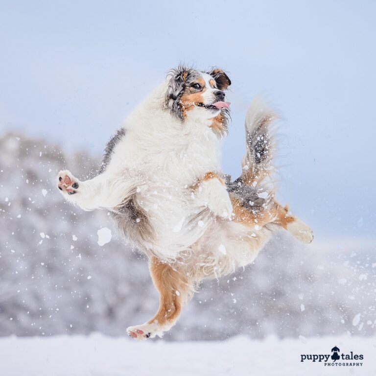 puppytalesphotography kerrymartin 3 768x768