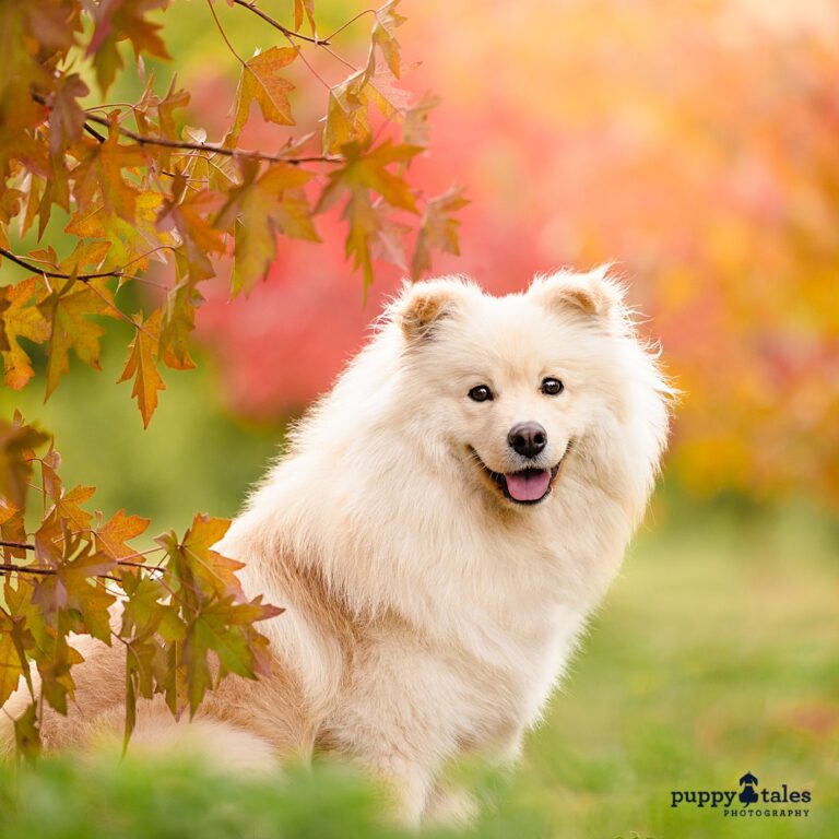 puppytalesphotography kerrymartin 4 768x768