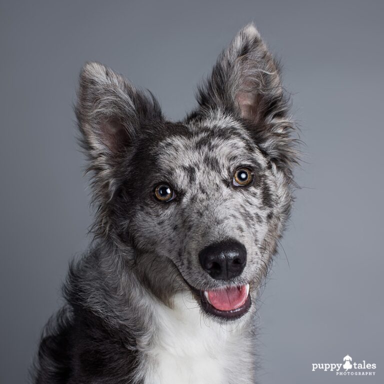 puppytalesphotography kerrymartin 5 768x768