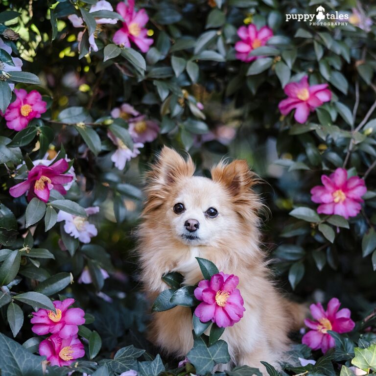 puppytalesphotography lexie 1 768x768