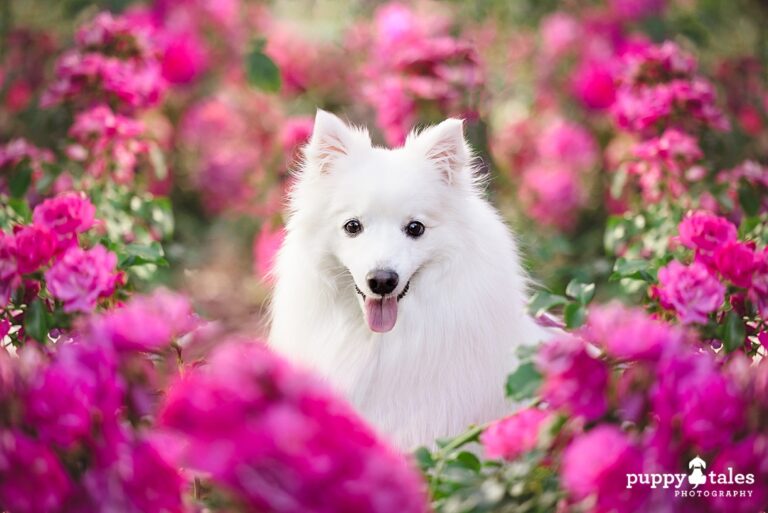 puppytalesphotography mika 1 768x513