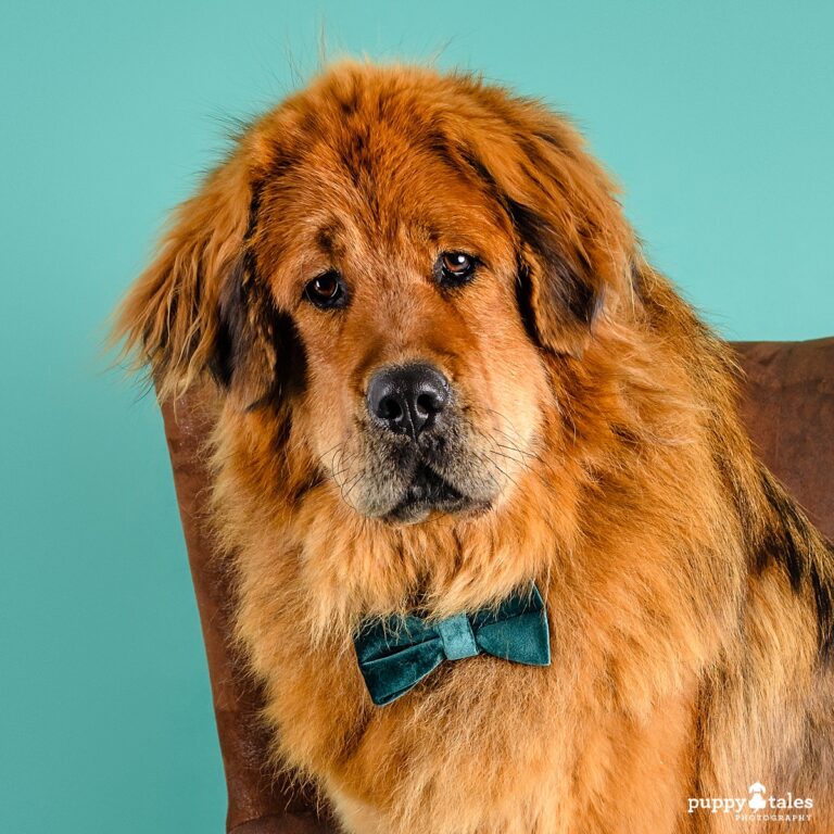 puppytalesphotography neo sneakpeek 3 768x768