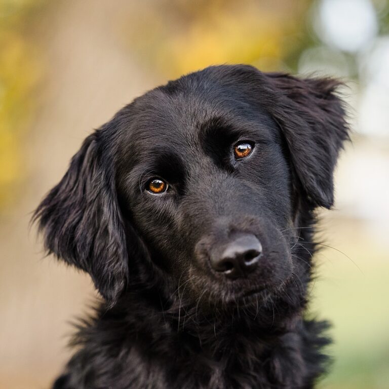 puppytalesphotography pepper 1 768x768