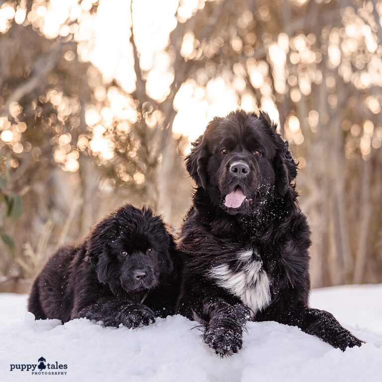 puppytalesphotography primosemaple 1 768x768