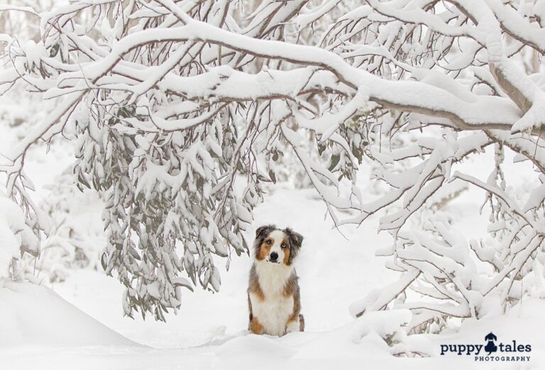 puppytalesphotography snow barkley 1 768x522