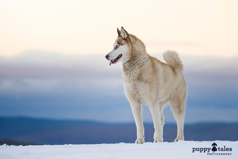 puppytalesphotography snow eevee 1 768x513