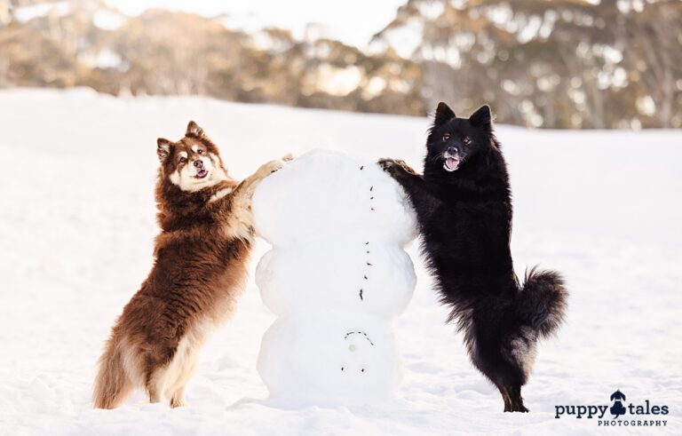 puppytalesphotography snow rykervader 1 768x491