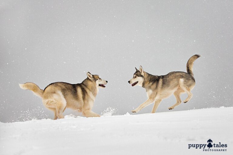 puppytalesphotography snow sorendrogo 1 768x513