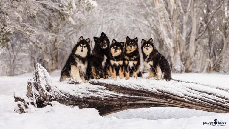 puppytalesphotography snowdogsphotography 1 768x432