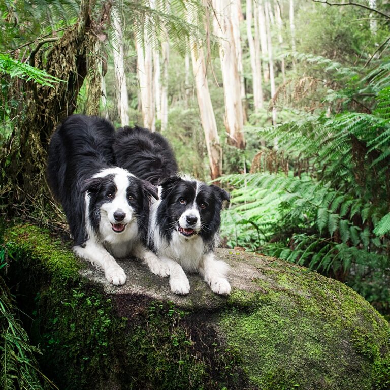 puppytalesphotography solansproket 1 768x768