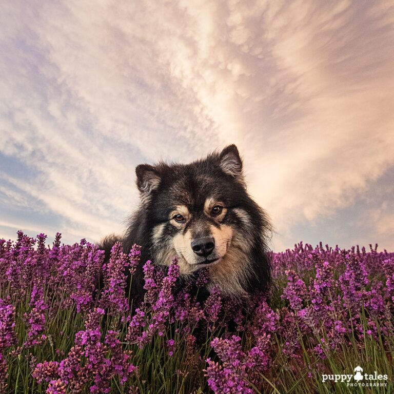 puppytalesphotography tasmania 1 768x768