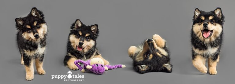 puppytalesphotography Zeke 1 768x275