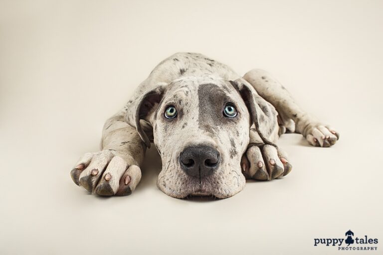 puppytalesphotography bella 1 768x512
