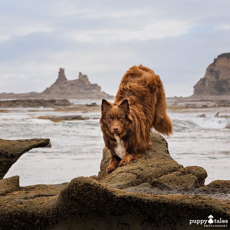 puppytalesphotography calendar finn 1 768x768