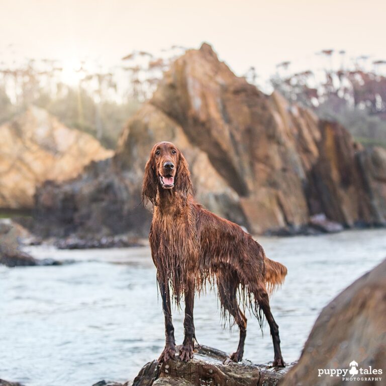 puppytalesphotography calendar lorenzo 1 768x768