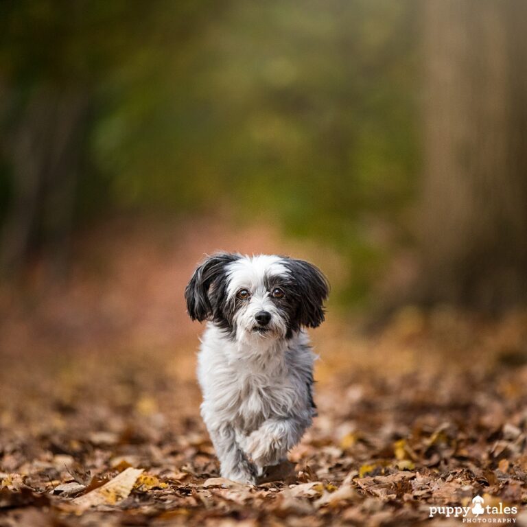 puppytalesphotography calendar ronnie 1 768x768