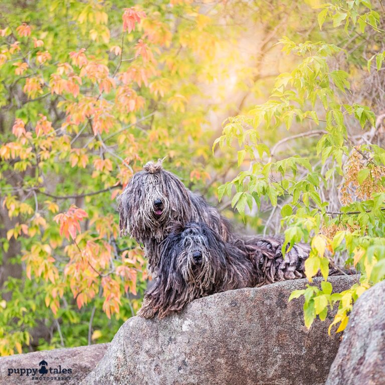 puppytalesphotography calendar zremus 1 768x768