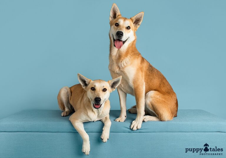 puppytalesphotography magnet mambosebastian 1 768x538