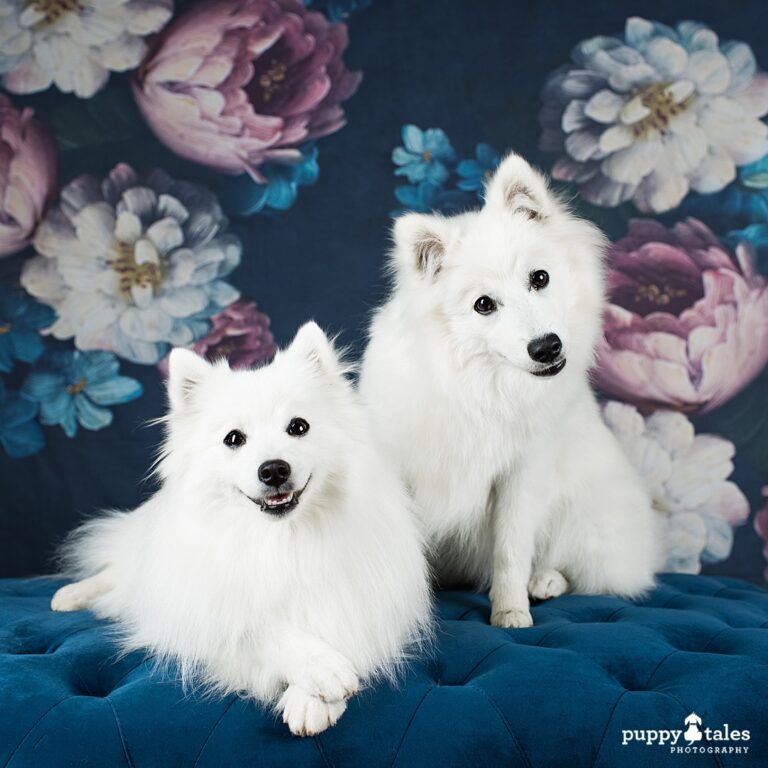 puppytalesphotography preview rubyloulou 1 768x768