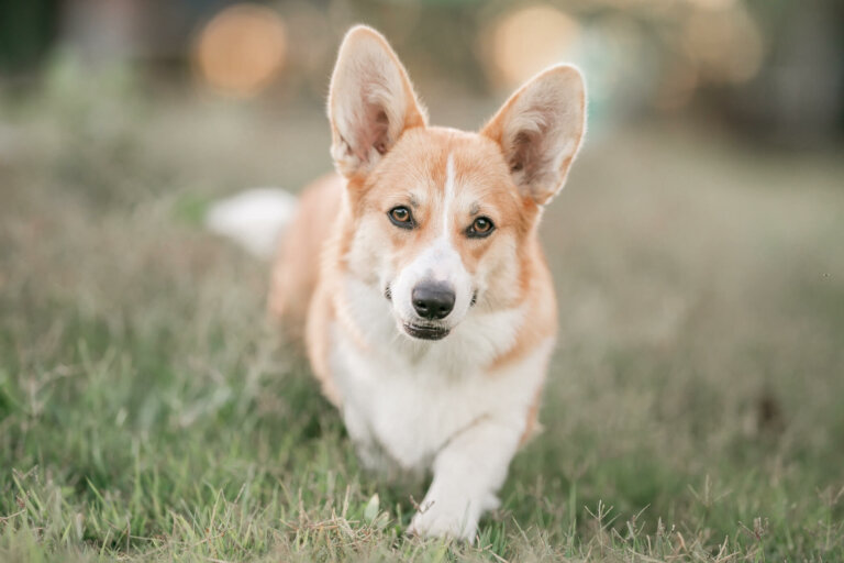 qld dog photography 7 768x512