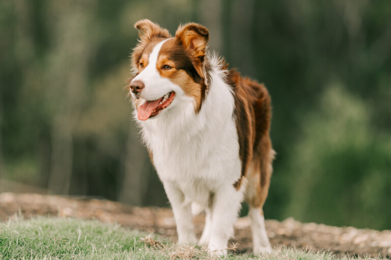 qld pet photography 13 768x512