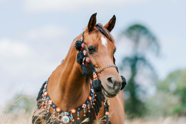 queensland horse photography 1 768x512