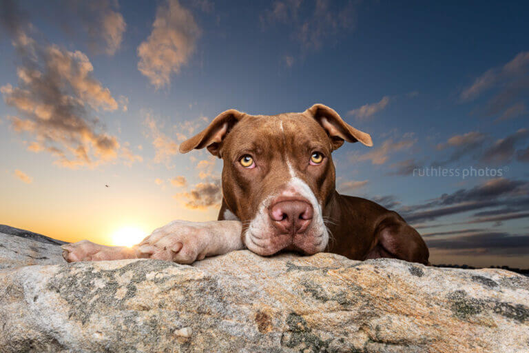 ruthlessphotos LR 1577 768x512