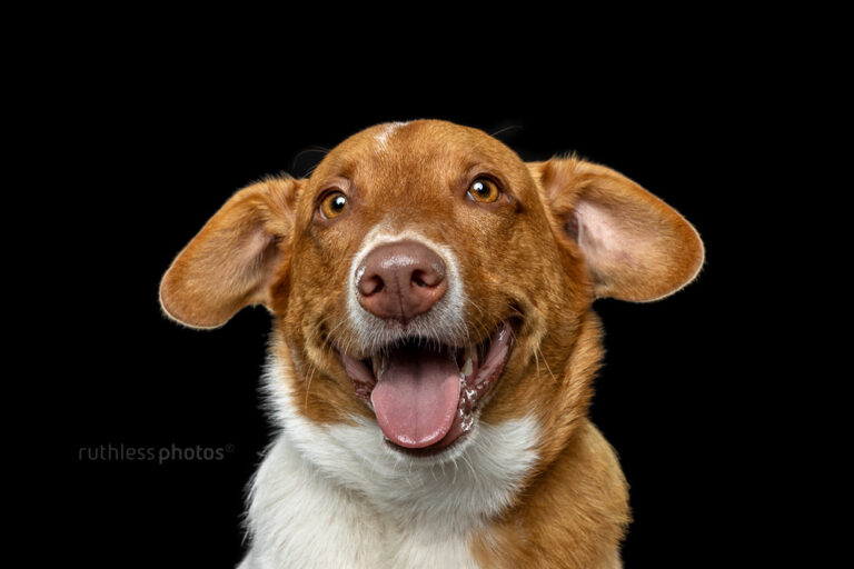 ruthlessphotos LR 2929 768x512