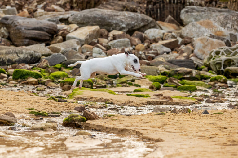 ruthlessphotos LR 4660 768x512