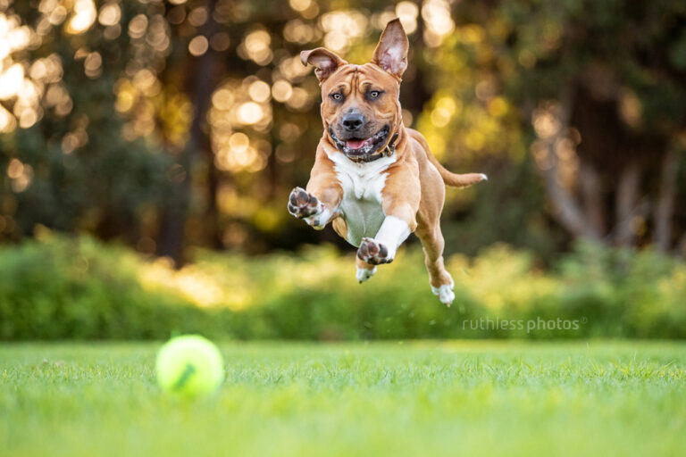 ruthlessphotos LR 5898 768x512