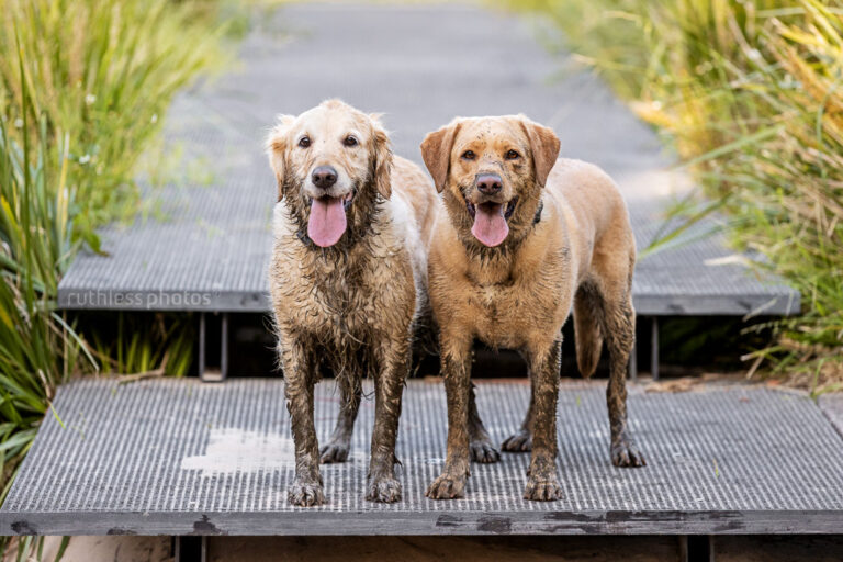 ruthlessphotos LR 9612 768x512