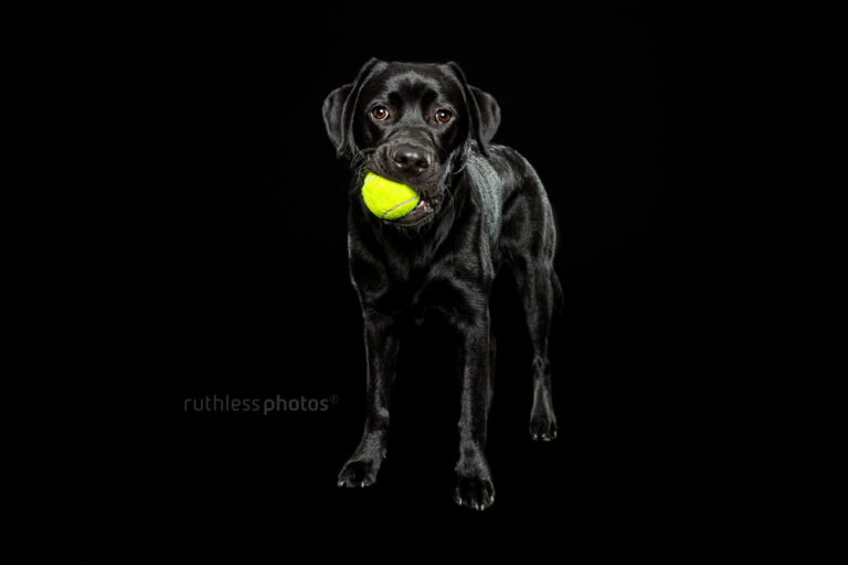 ruthlessphotos LR 9783 768x512